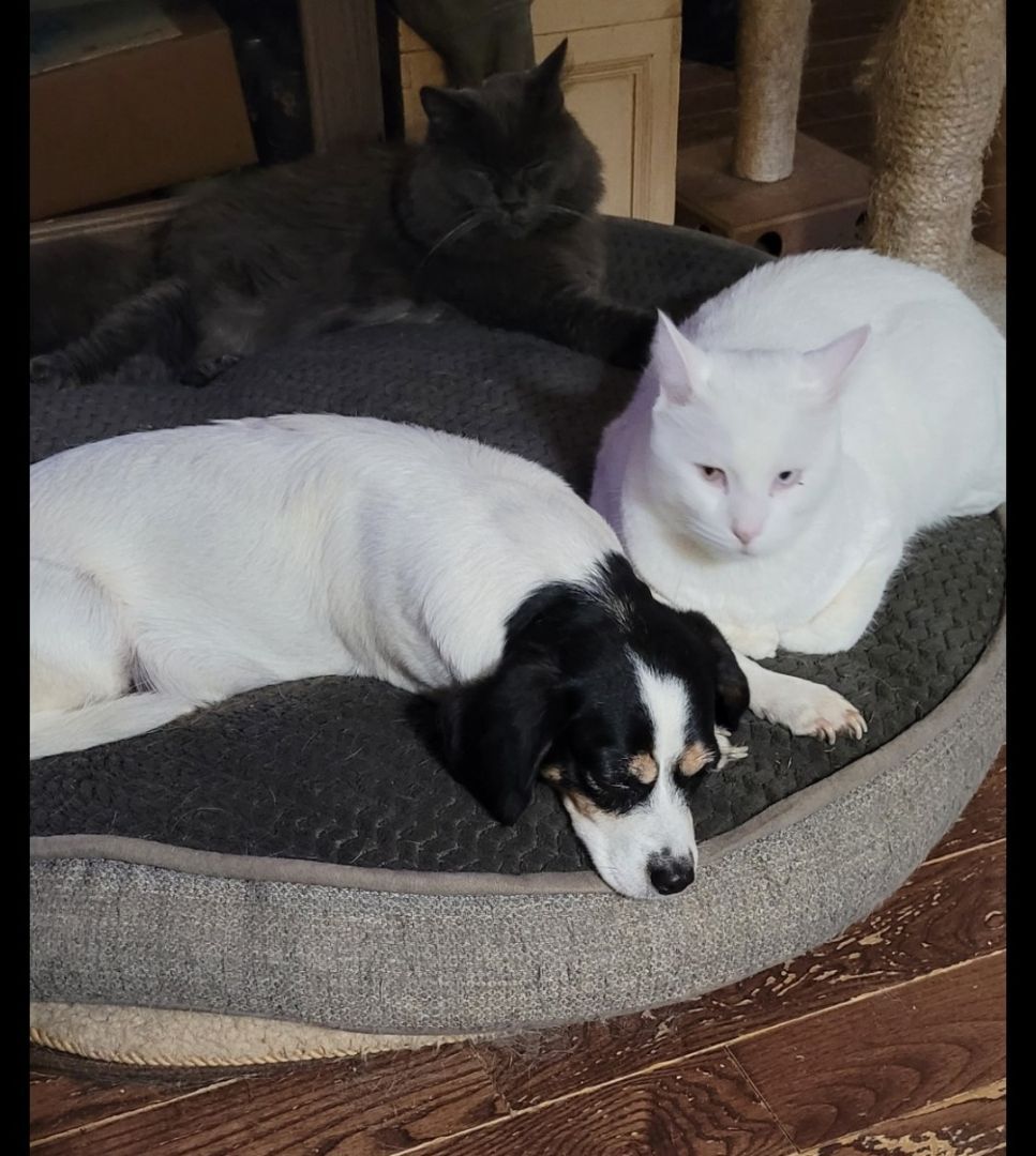 Daisy, forever in foster, donations appreciated photo 6
