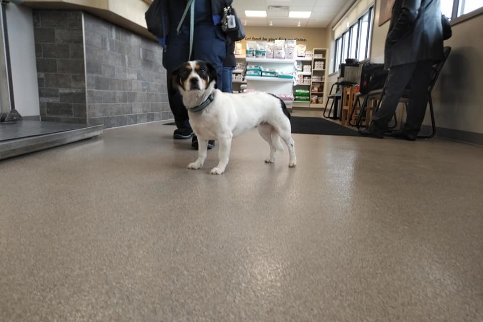 Daisy, forever in foster, donations appreciated, a Adoptable mixed breed in Lucknow, ON image 2/12