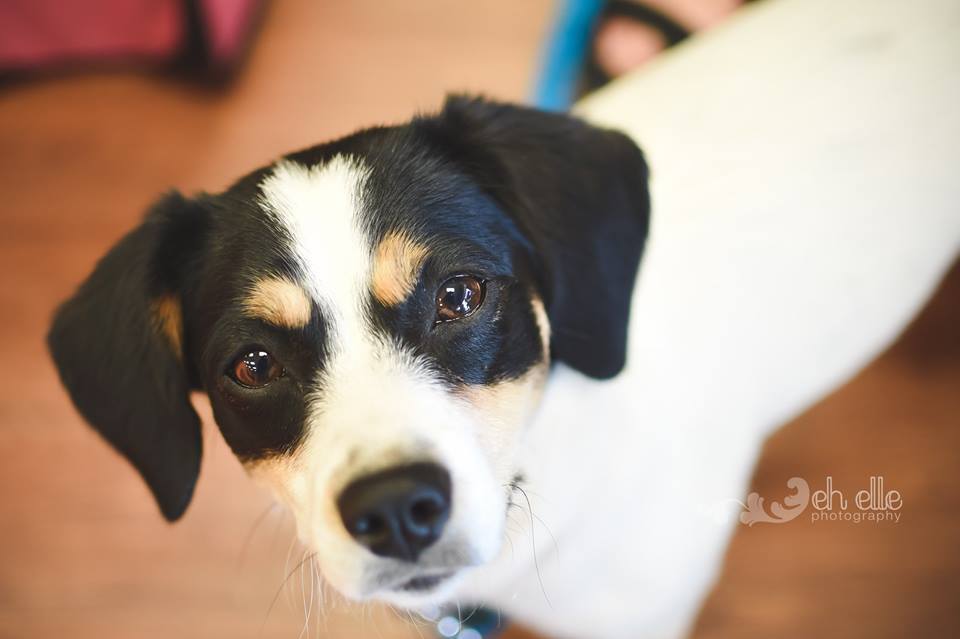 Daisy, forever in foster, donations appreciated photo 1