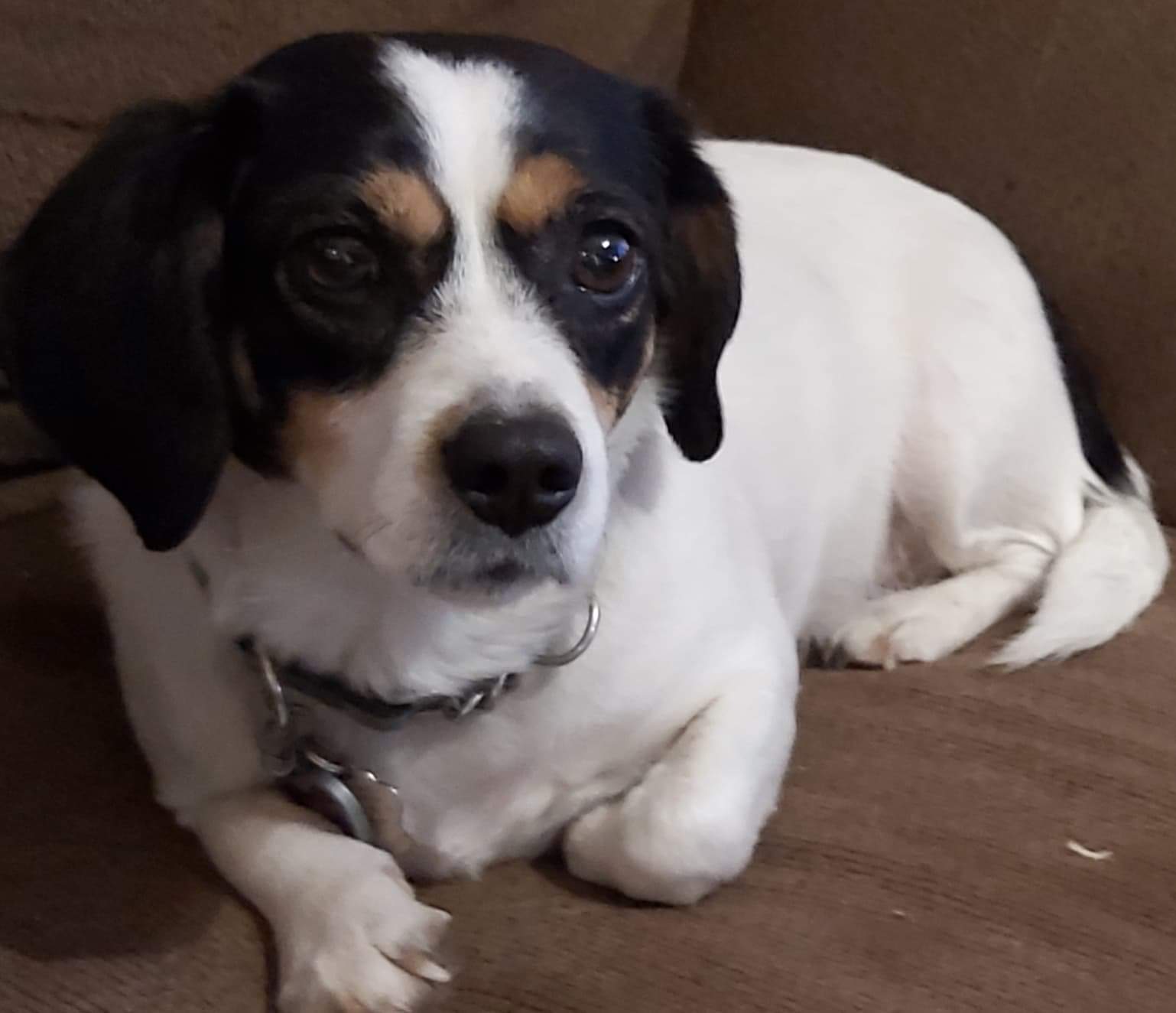 Daisy, forever in foster, donations appreciated photo 5