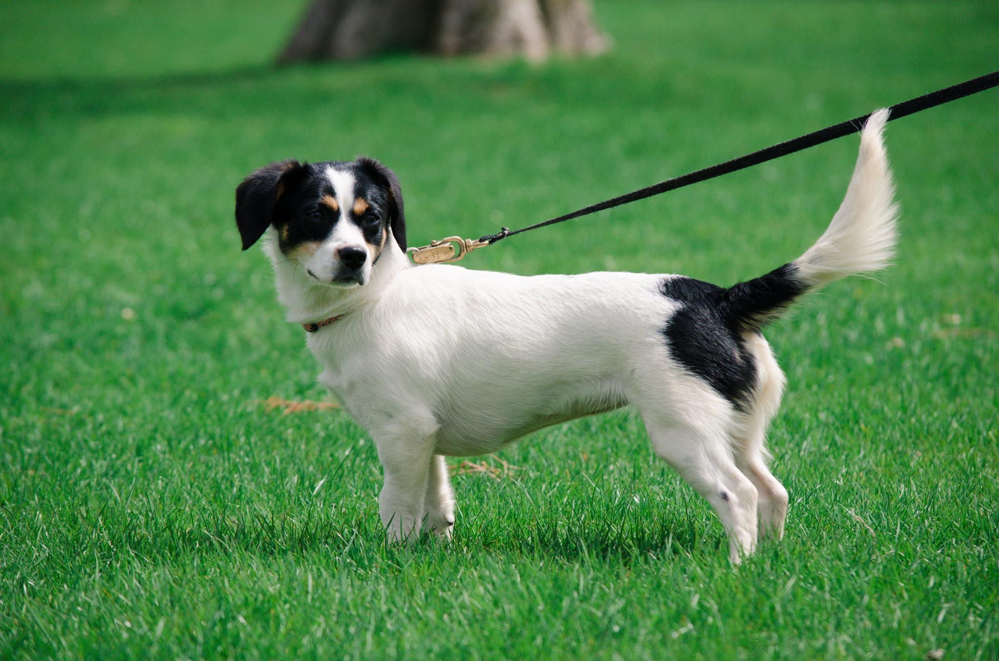 Daisy, forever in foster, donations appreciated, a Adoptable mixed breed in Lucknow, ON image 5/12