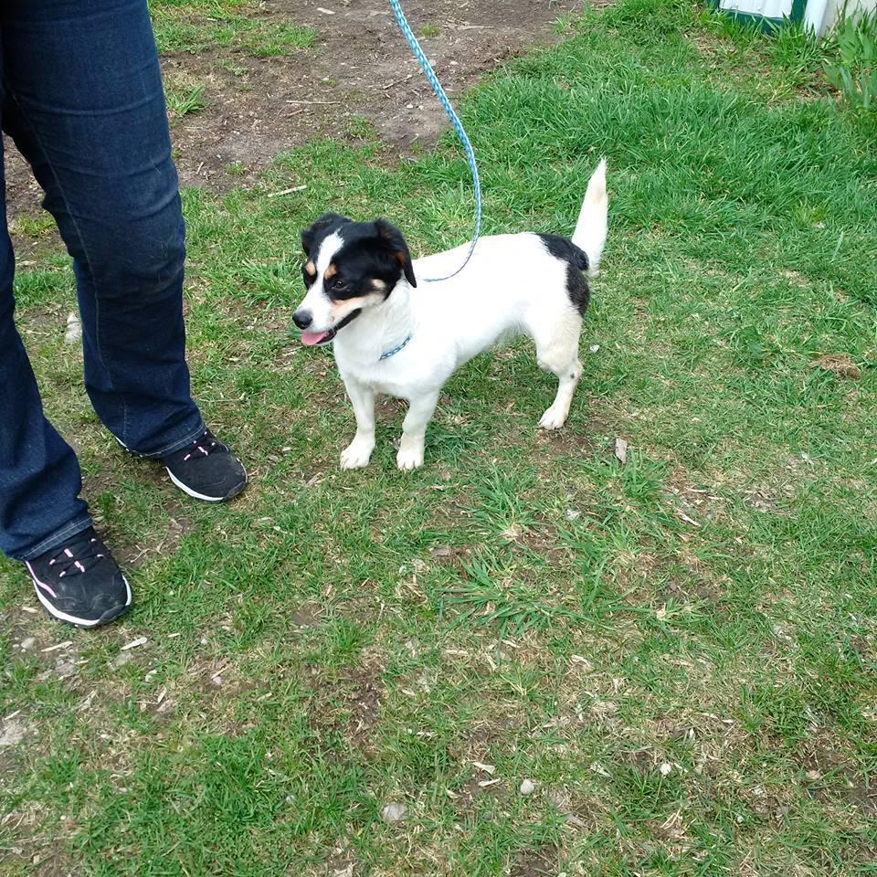 Daisy, forever in foster, donations appreciated photo 3