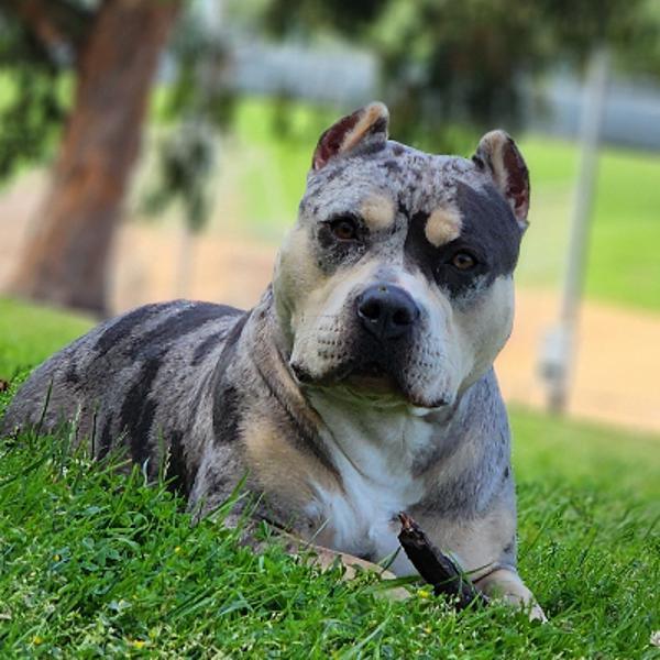 Enlarge Stormi, a Adoptable mixed breed in Oceanside, CA image 1/1