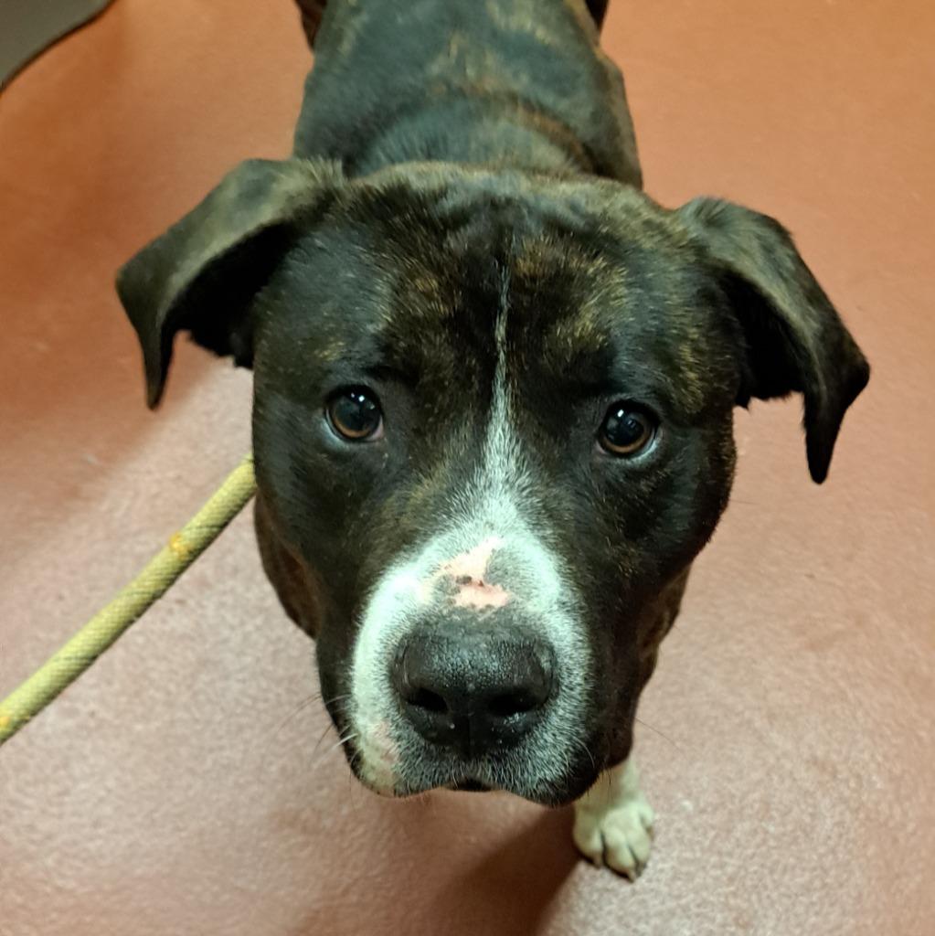 Poseidon, Adoptable, Young Male Mixed Breed.