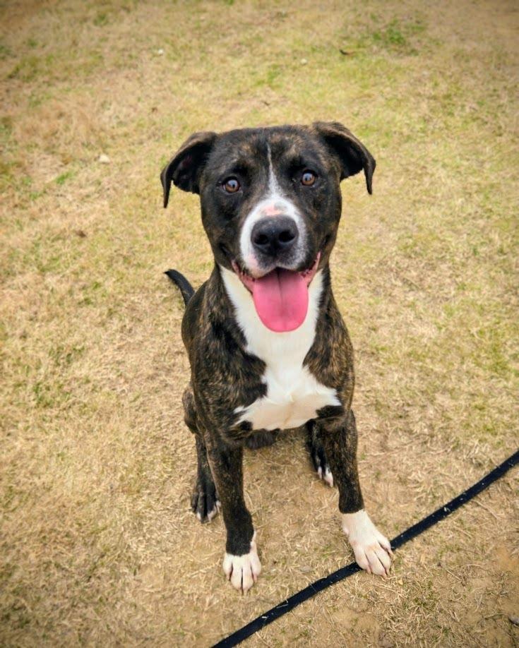 Enlarge Poseidon, a Adoptable mixed breed in Douglasville, GA image 2/3