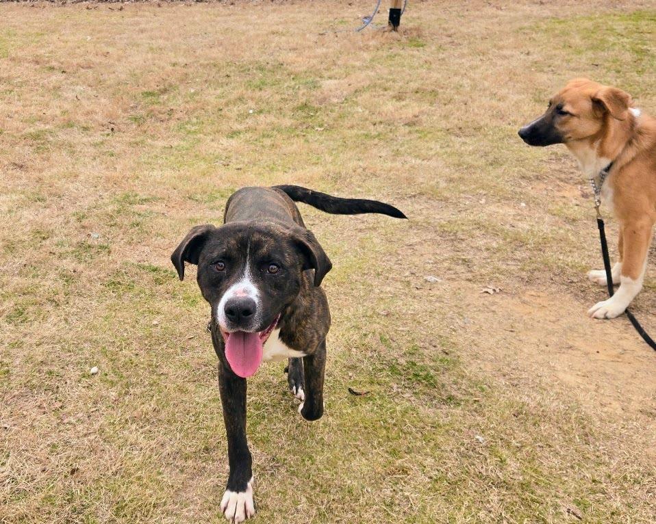 Enlarge Poseidon, a Adoptable mixed breed in Douglasville, GA image 3/3