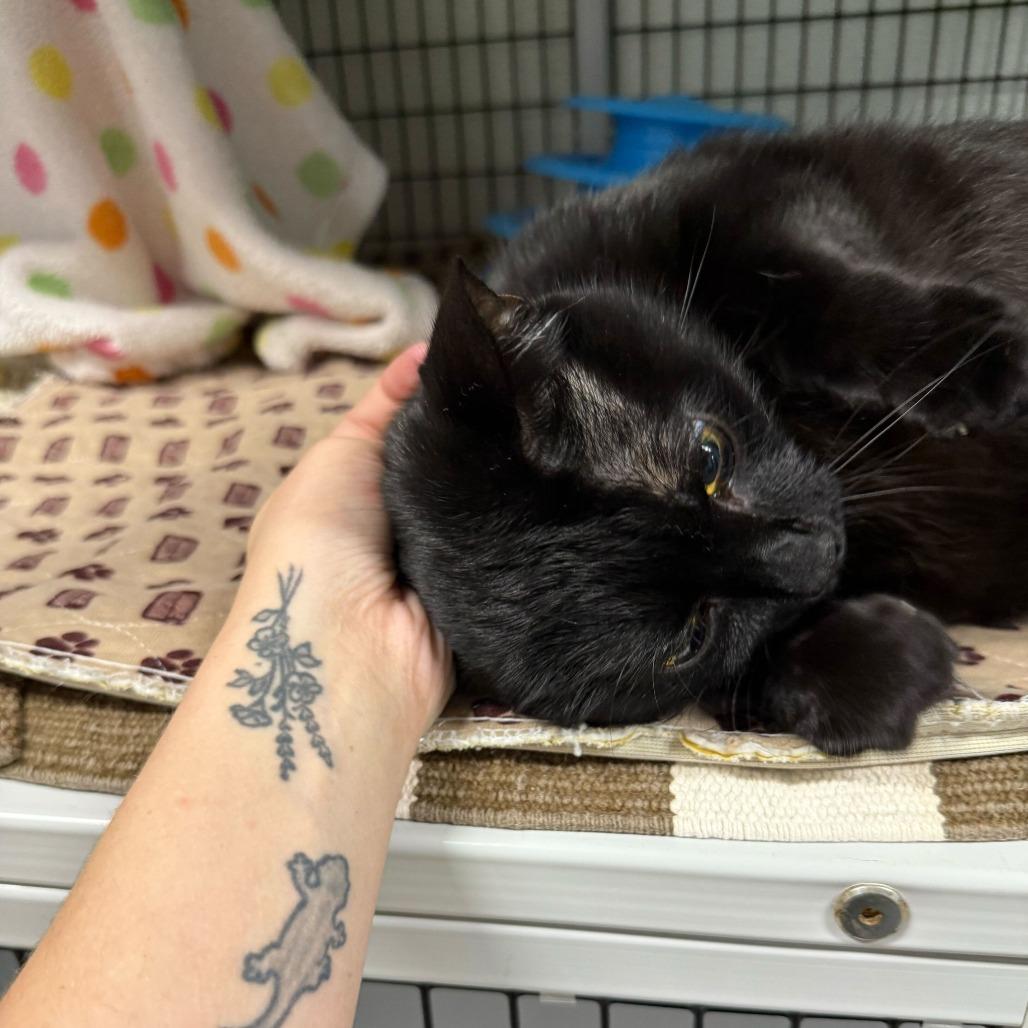 Miso, Adoptable, Adult Female Domestic Short Hair.