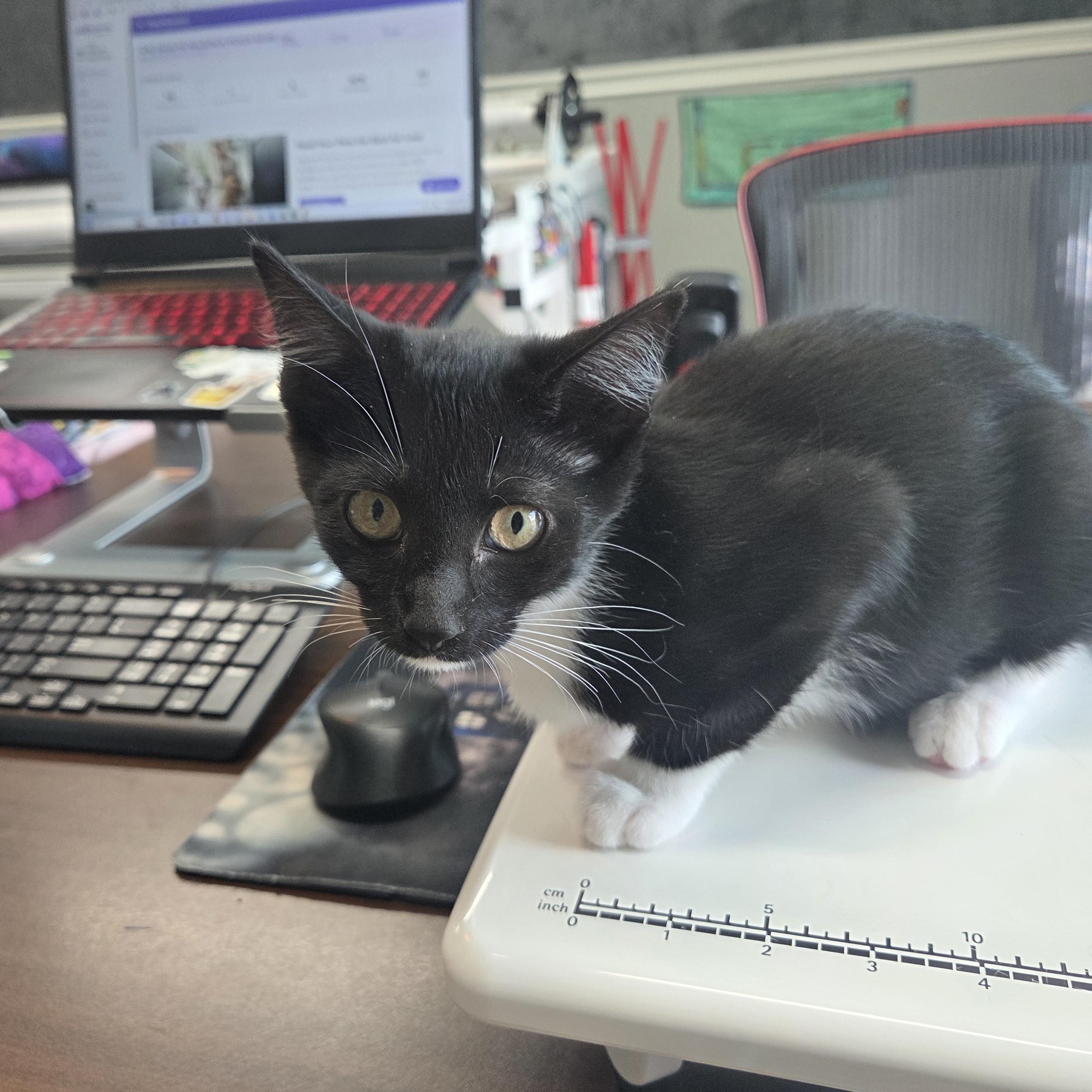 Penny, Baby Female Domestic Short Hair