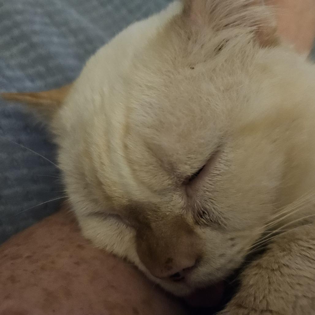 Gumbo, Adoptable, Senior Male Domestic Short Hair.