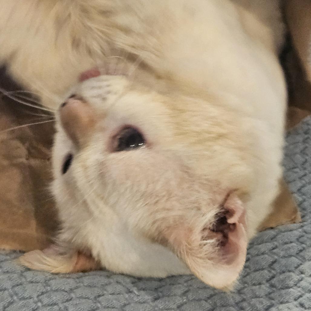 Gumbo, a Adoptable Domestic Short Hair in South Burlington, VT image 2/6