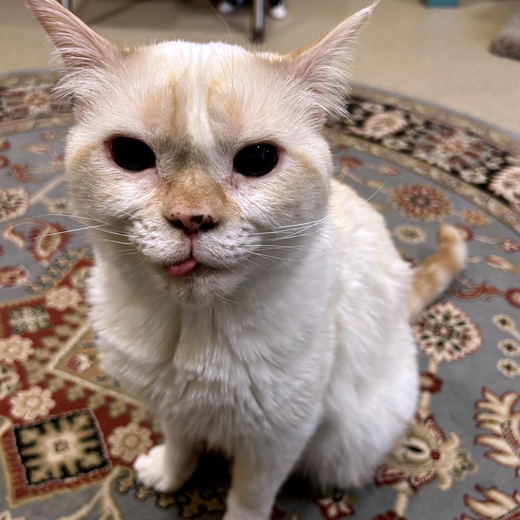 Gumbo, a Adoptable Domestic Short Hair in South Burlington, VT image 3/6