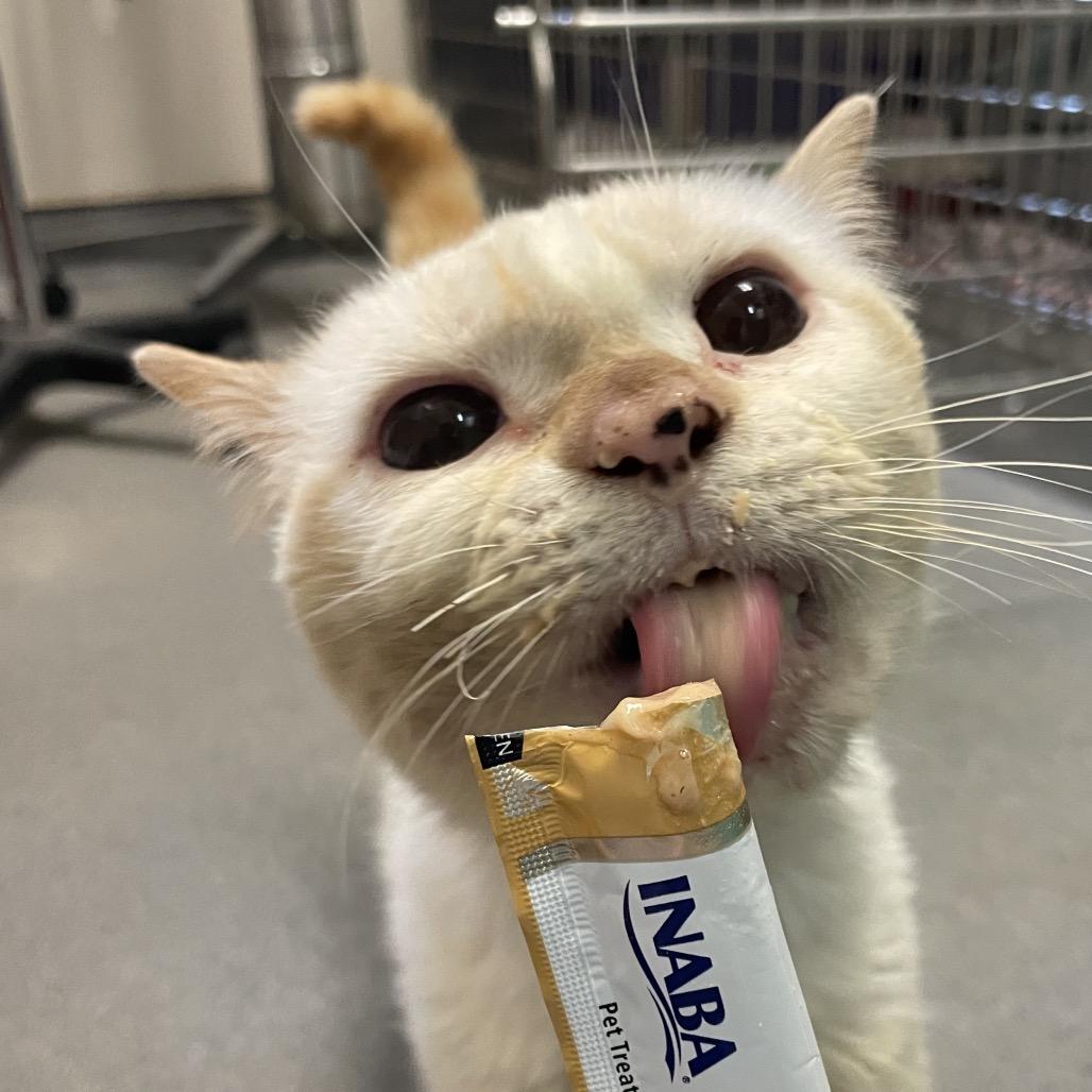 Gumbo, a Adoptable Domestic Short Hair in South Burlington, VT image 4/6