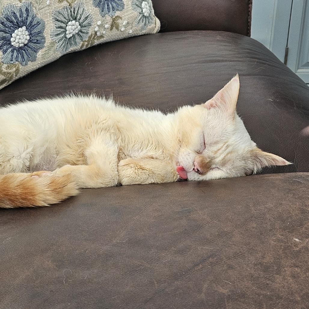 Gumbo, a Adoptable Domestic Short Hair in South Burlington, VT image 5/6