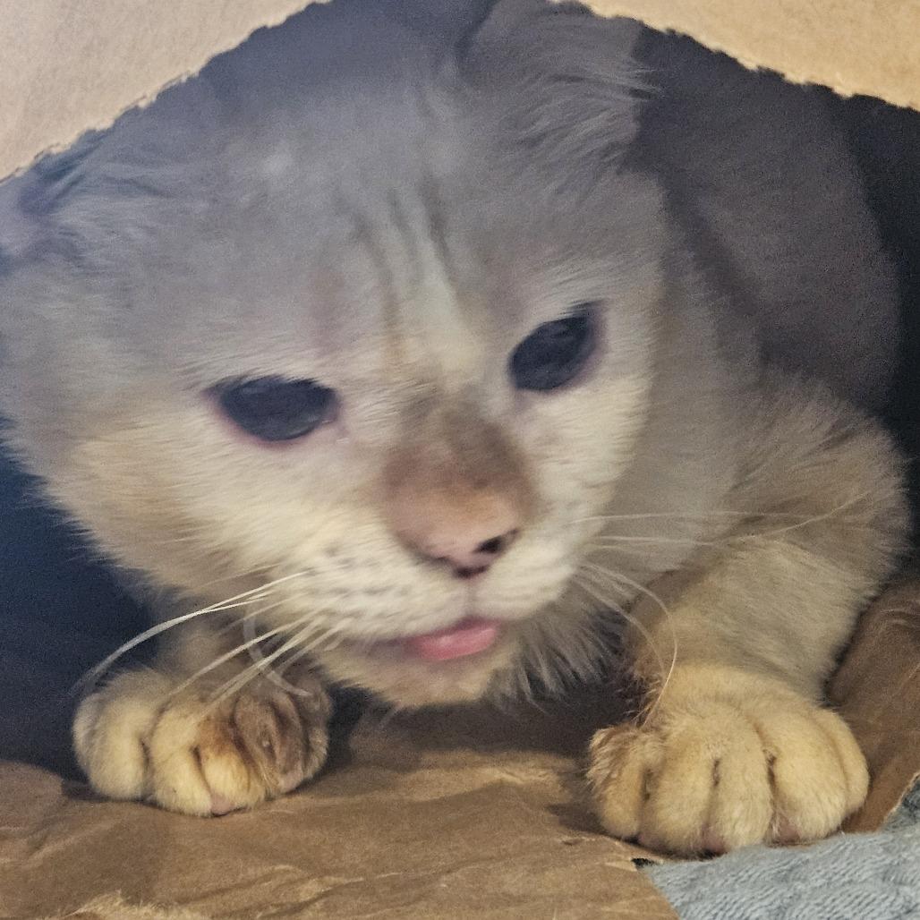 Gumbo, a Adoptable Domestic Short Hair in South Burlington, VT image 6/6