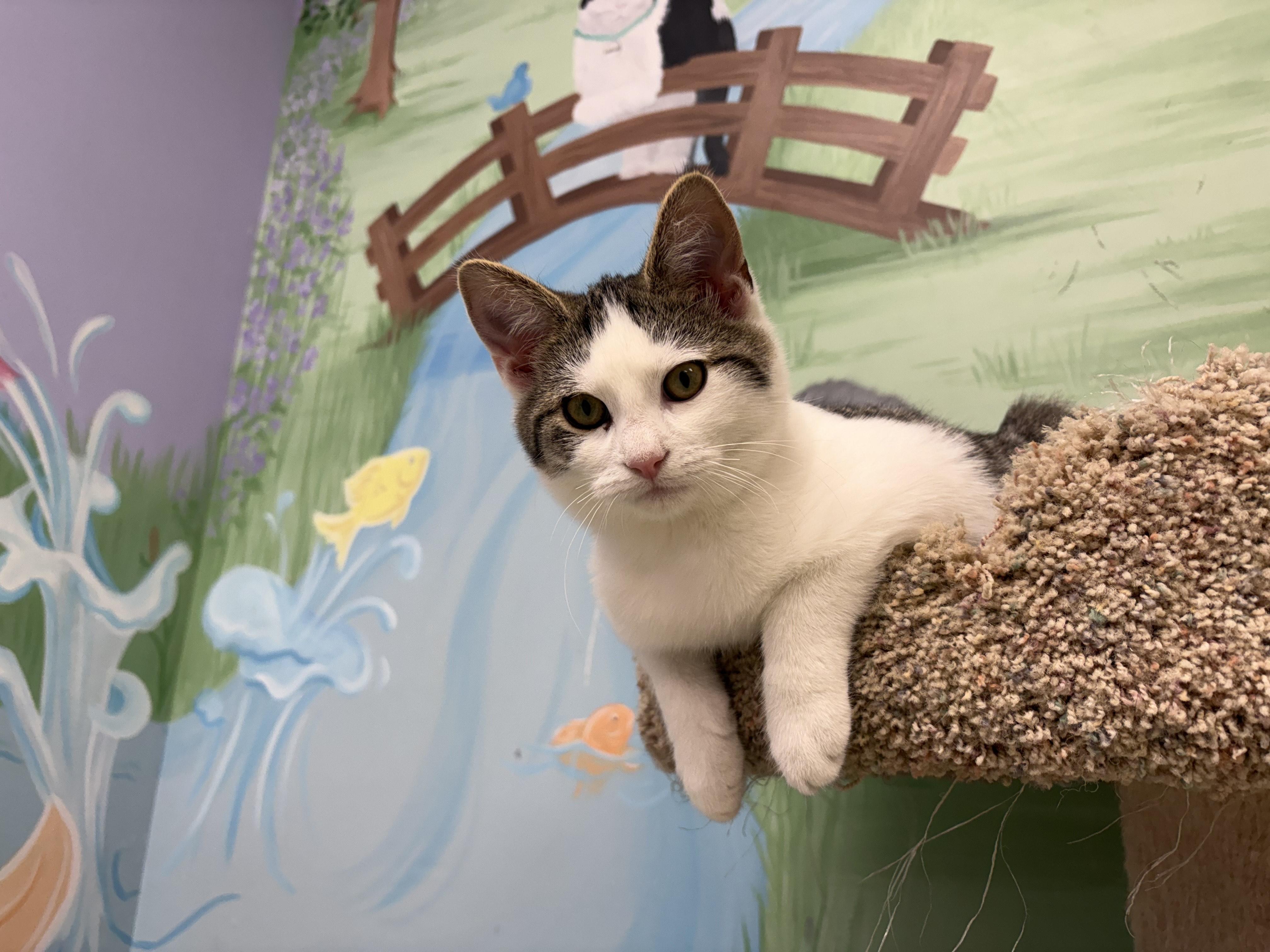 Tomato, ADOPTABLE, Young Male Domestic Short Hair.