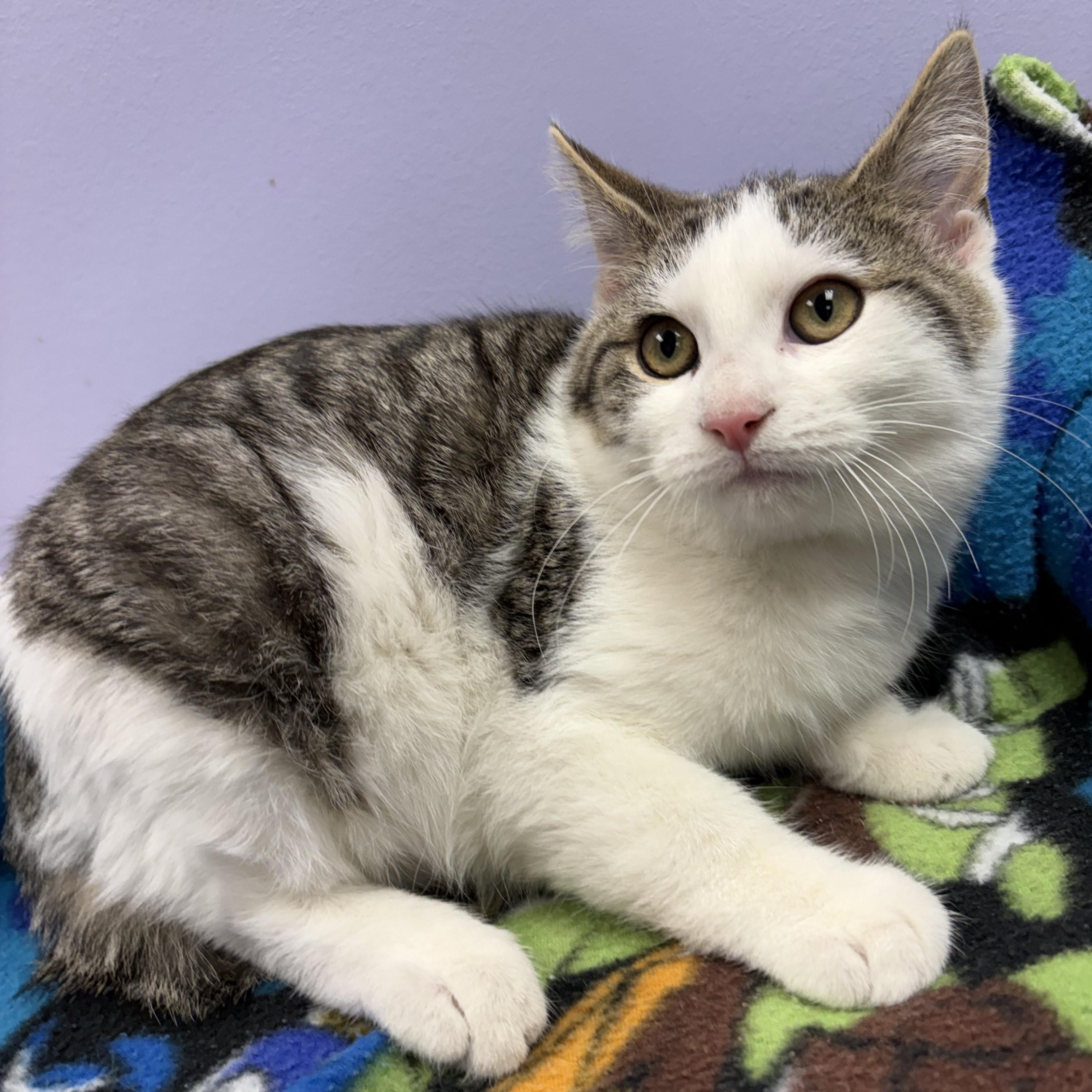 Enlarge Tomato, an adopted Domestic Short Hair in Richboro, PA image 2/3