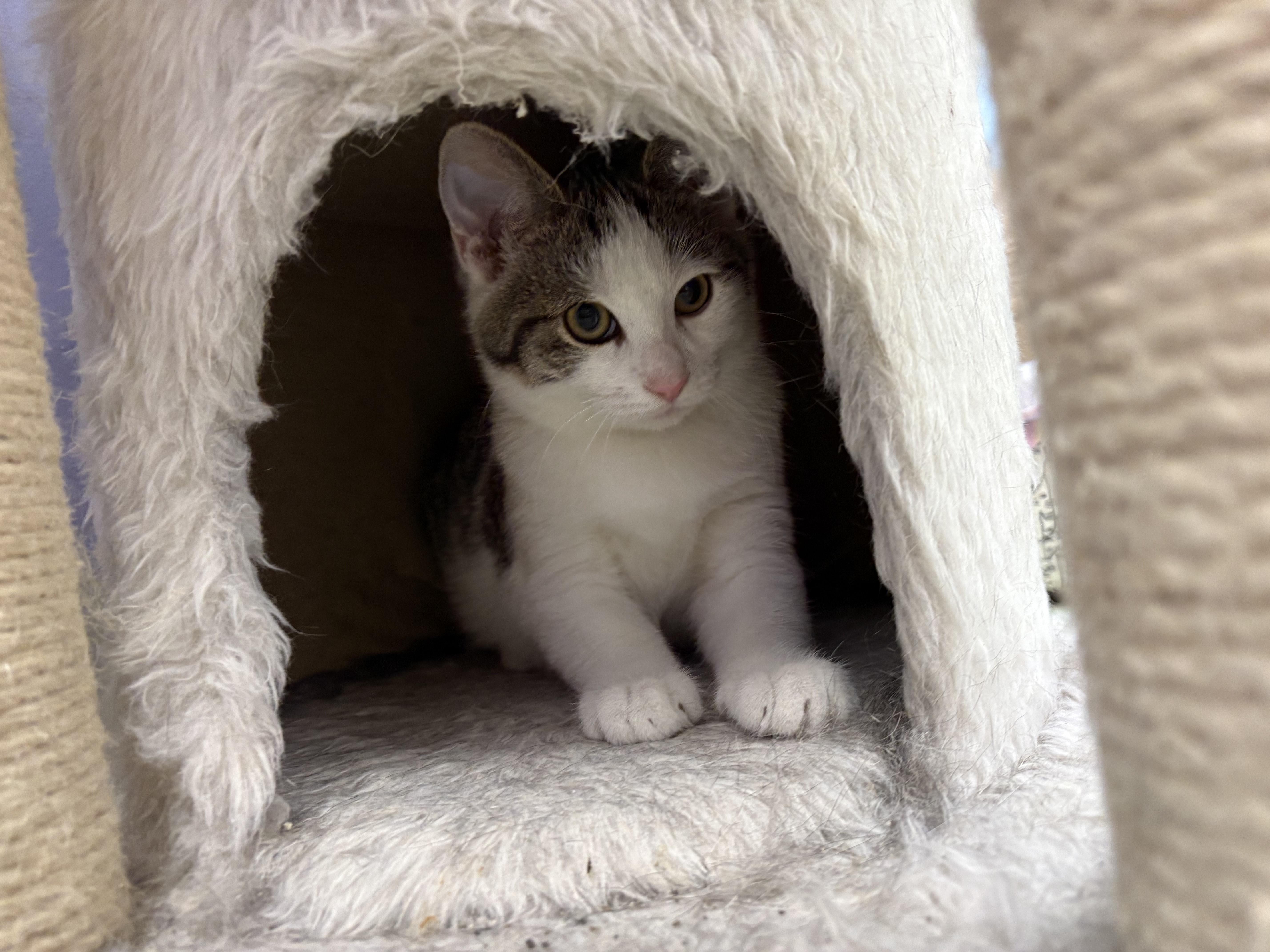 Enlarge Tomato, an adopted Domestic Short Hair in Richboro, PA image 3/3