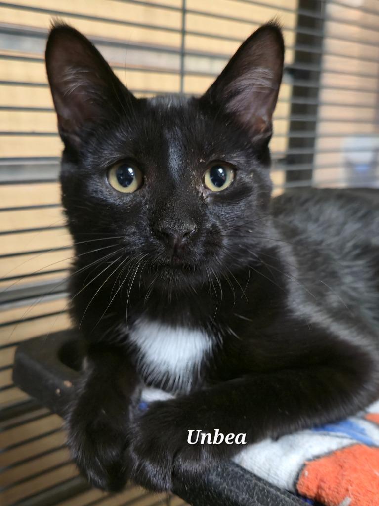 Enlarge Umbra, a Adoptable mixed breed in Cedar Rapids, IA image 1/1