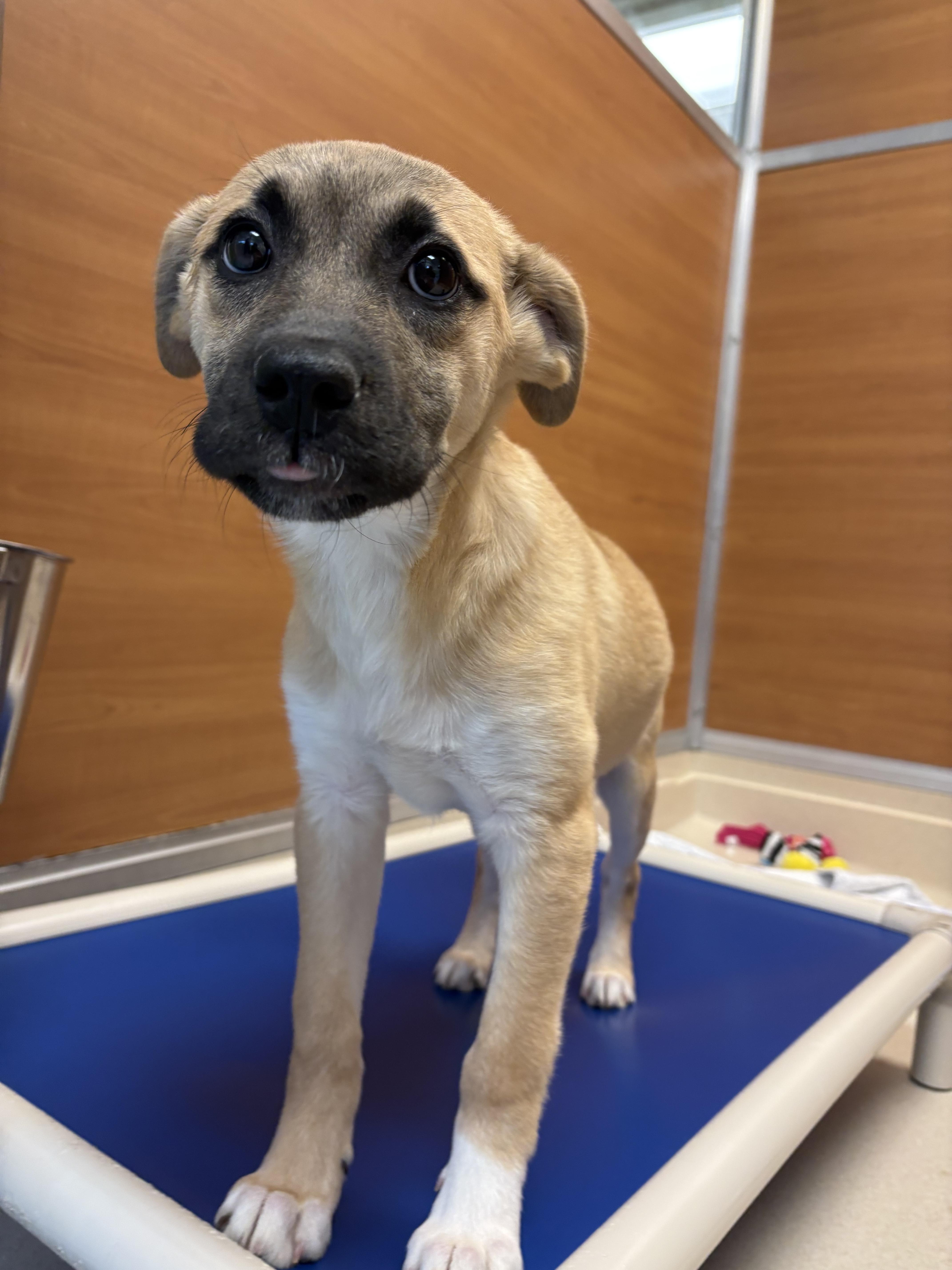 Enlarge Sterling, an adopted mixed breed in Gloucester, MA image 1/1