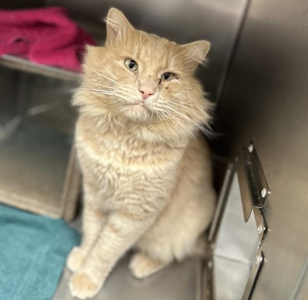 Enlarge Conan (mcas), a Adoptable mixed breed in Troutdale, OR image 2/2