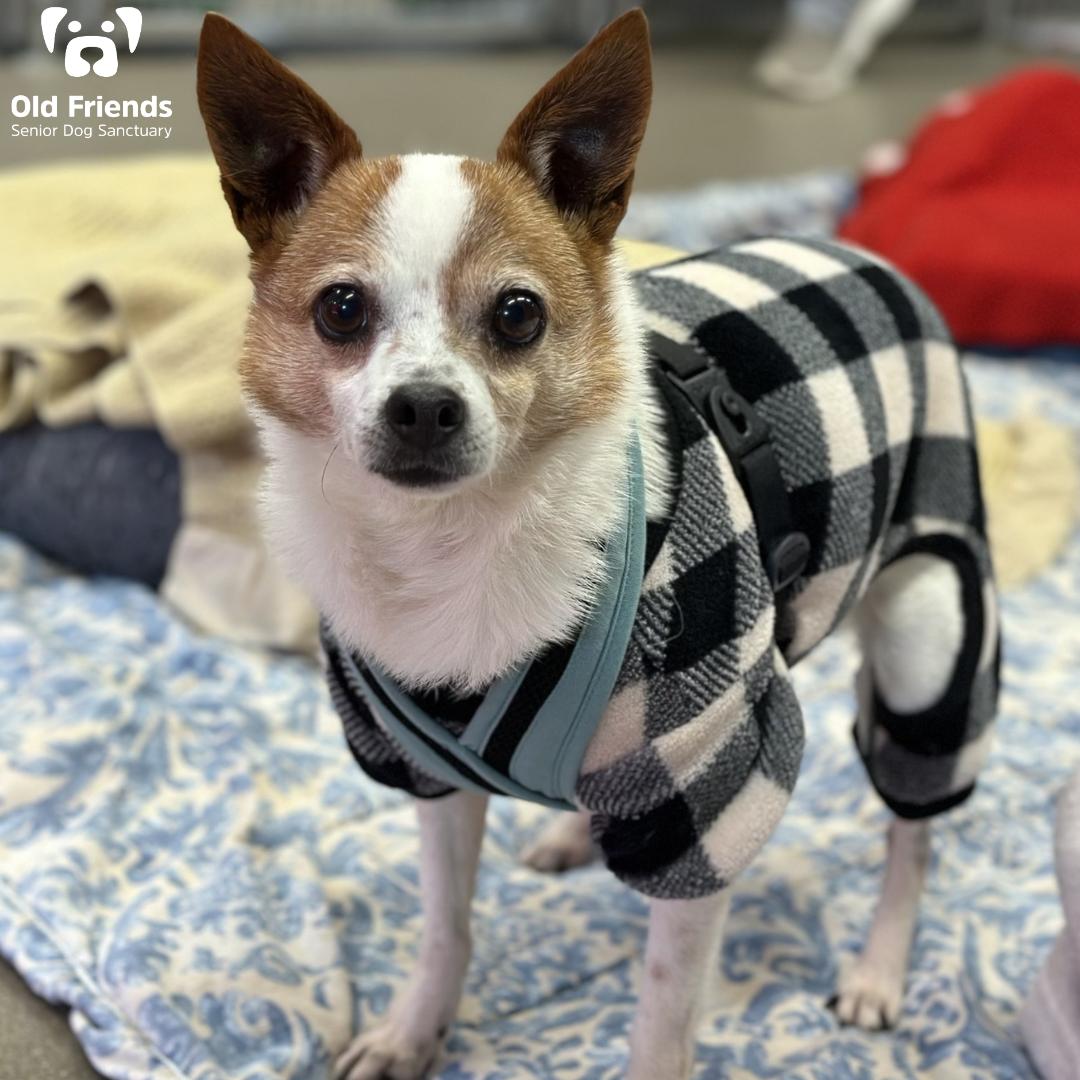 Beezly, a Adoptable mixed breed image 1/2