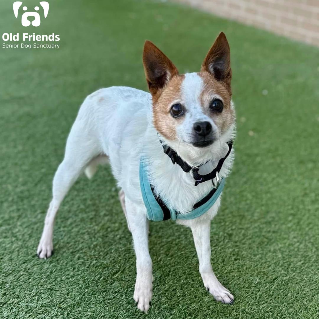 Beezly, a Adoptable mixed breed image 2/2