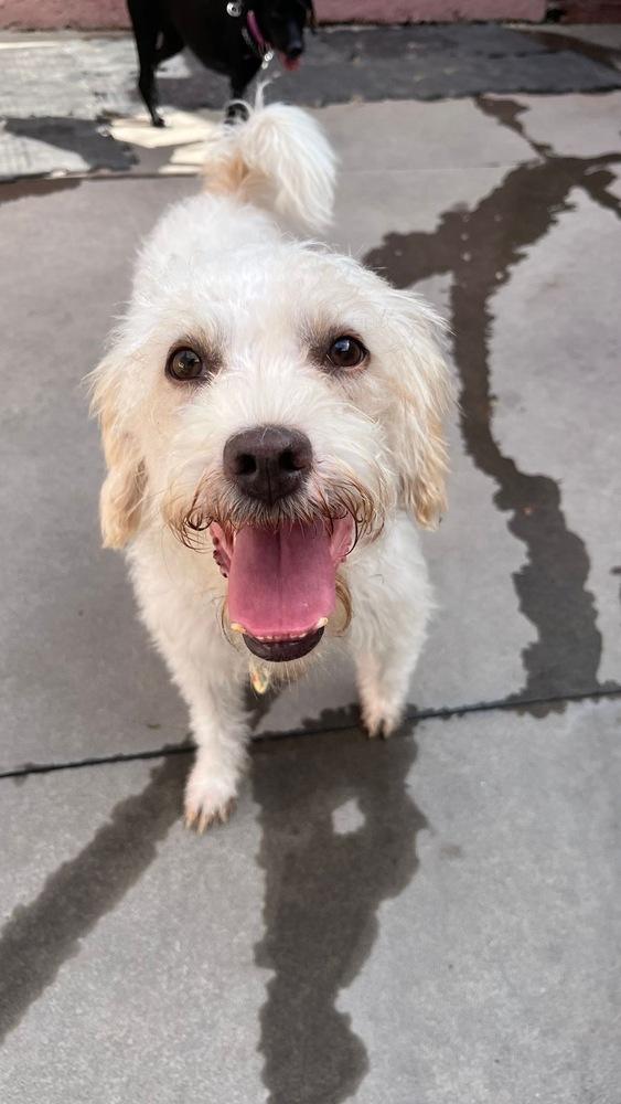Galilea, Adoptable, Adult Female Wire Fox Terrier.