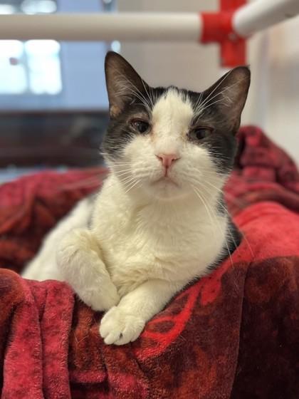 Enlarge Sydney, a Adoptable Domestic Short Hair in North Miami Beach, FL image 1/3