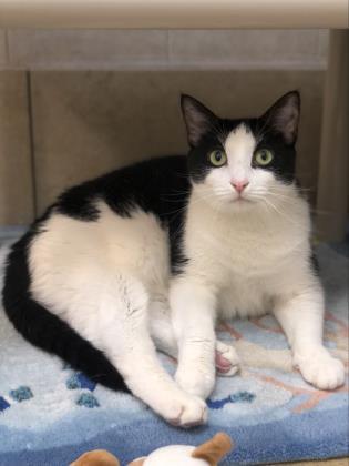 Enlarge Sydney, a Adoptable Domestic Short Hair in North Miami Beach, FL image 2/3