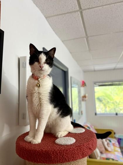 Enlarge Sydney, a Adoptable Domestic Short Hair in North Miami Beach, FL image 2/3