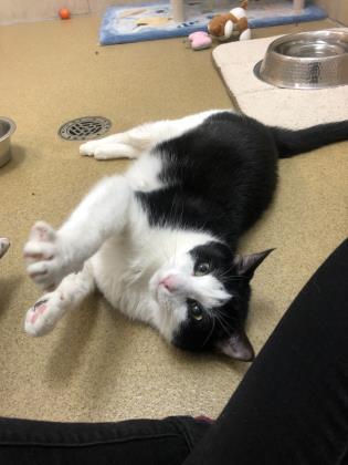 Enlarge Sydney, a Adoptable Domestic Short Hair in North Miami Beach, FL image 3/3