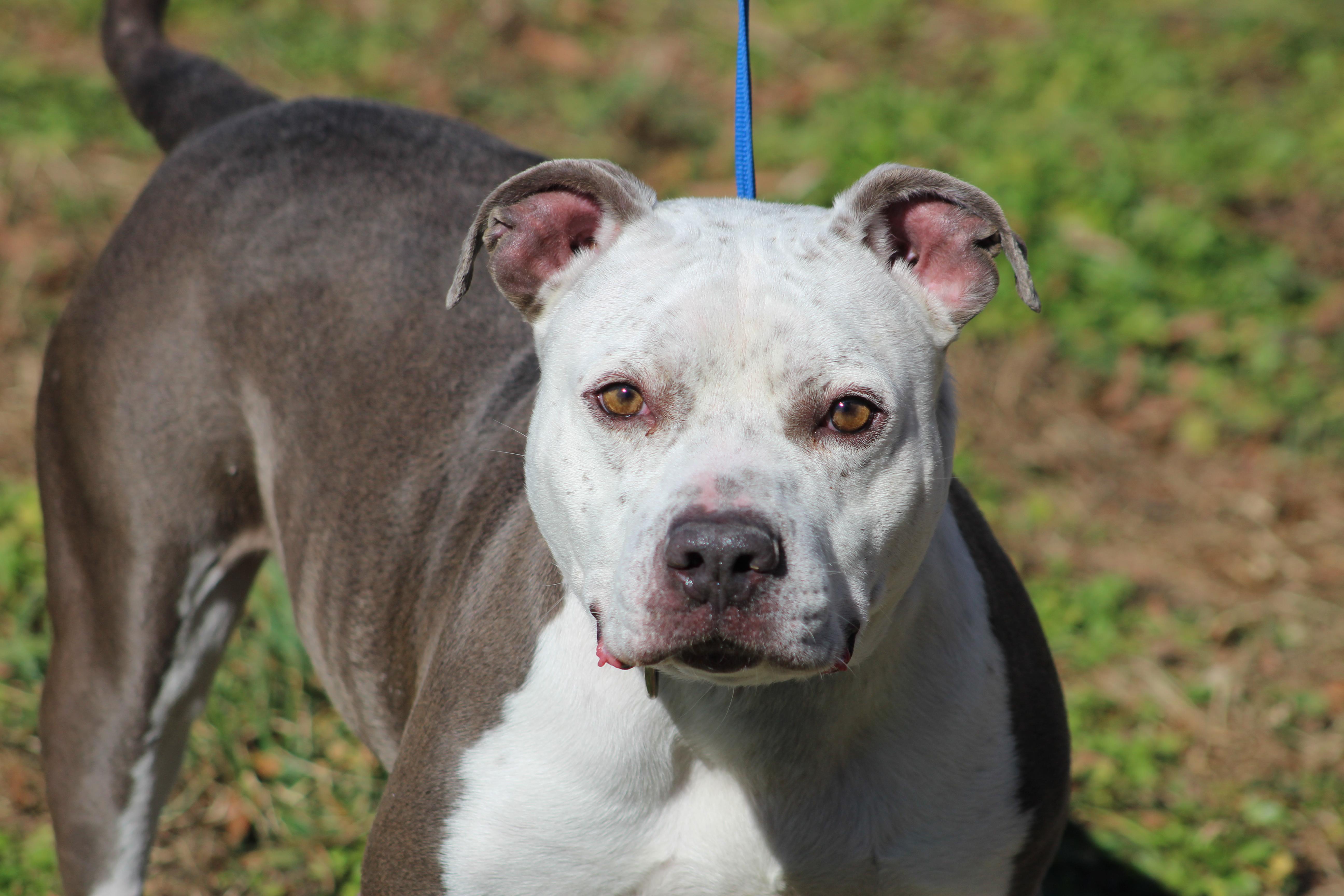 Enlarge Duck, a ADOPTABLE mixed breed in Conway, AR image 2/3