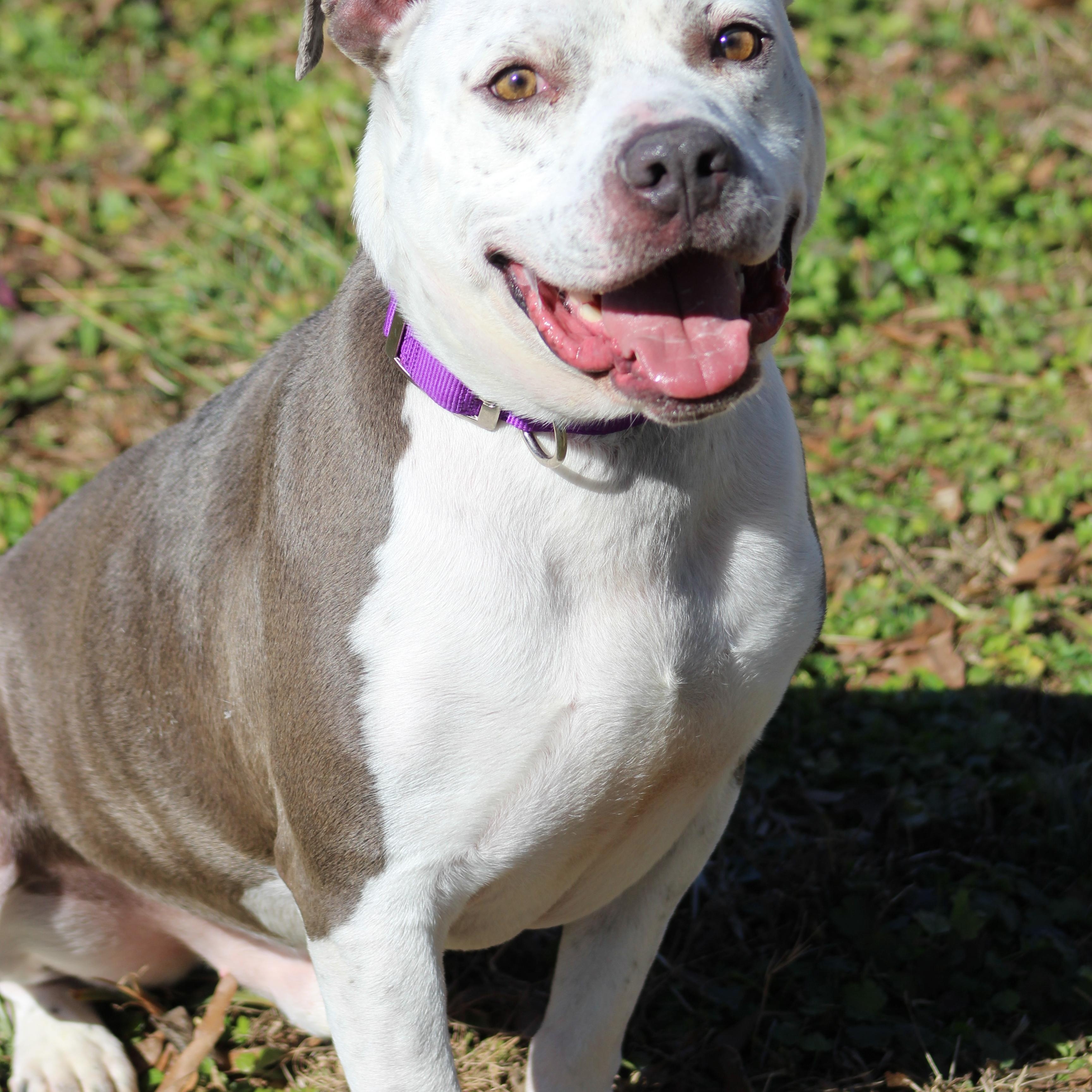 Duck, ADOPTABLE, Adult Male Pit Bull Terrier.