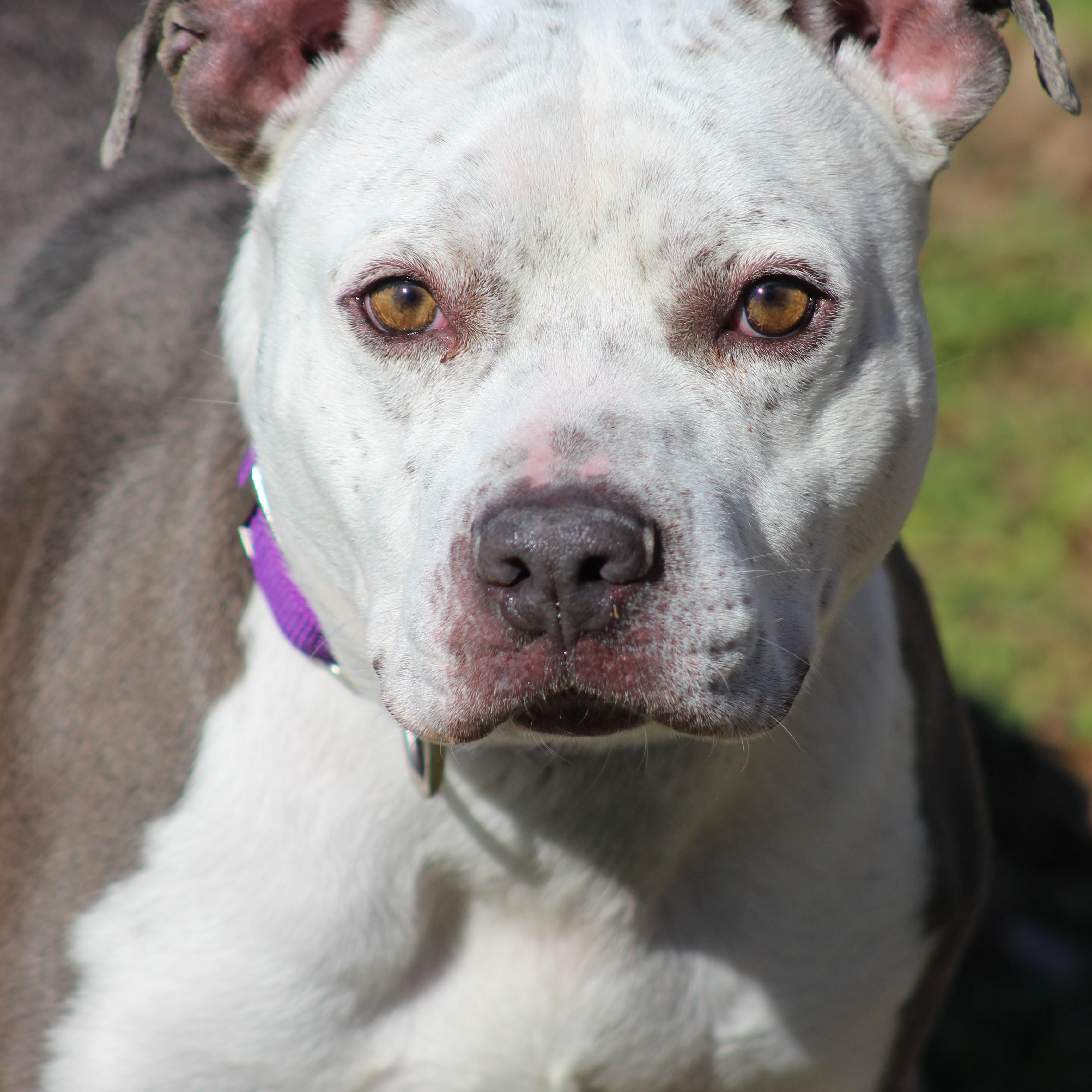 Enlarge Duck, a ADOPTABLE mixed breed in Conway, AR image 3/3