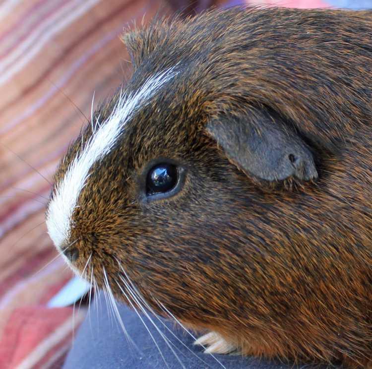 Fricco (Oregon Trail), a Adopted Guinea Pig in San Diego, CA image 1/3