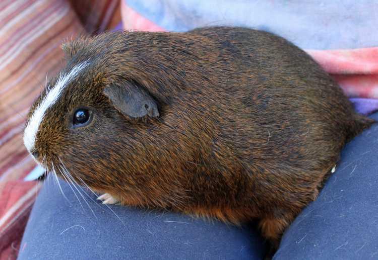 Fricco (Oregon Trail), a Adopted Guinea Pig in San Diego, CA image 2/3