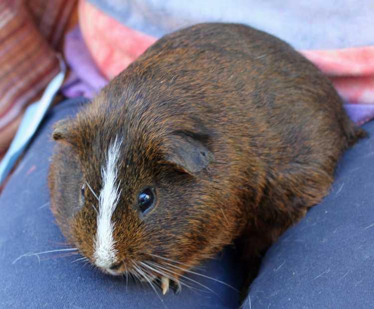 Fricco (Oregon Trail), a Adopted Guinea Pig in San Diego, CA image 3/3