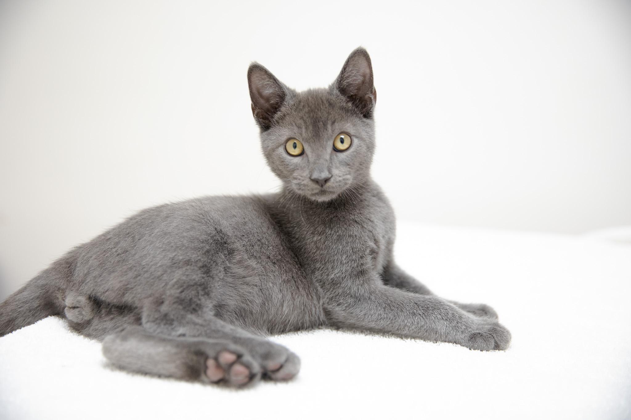 Noodle, an adopted Domestic Short Hair in Montclair, NJ image 1/6