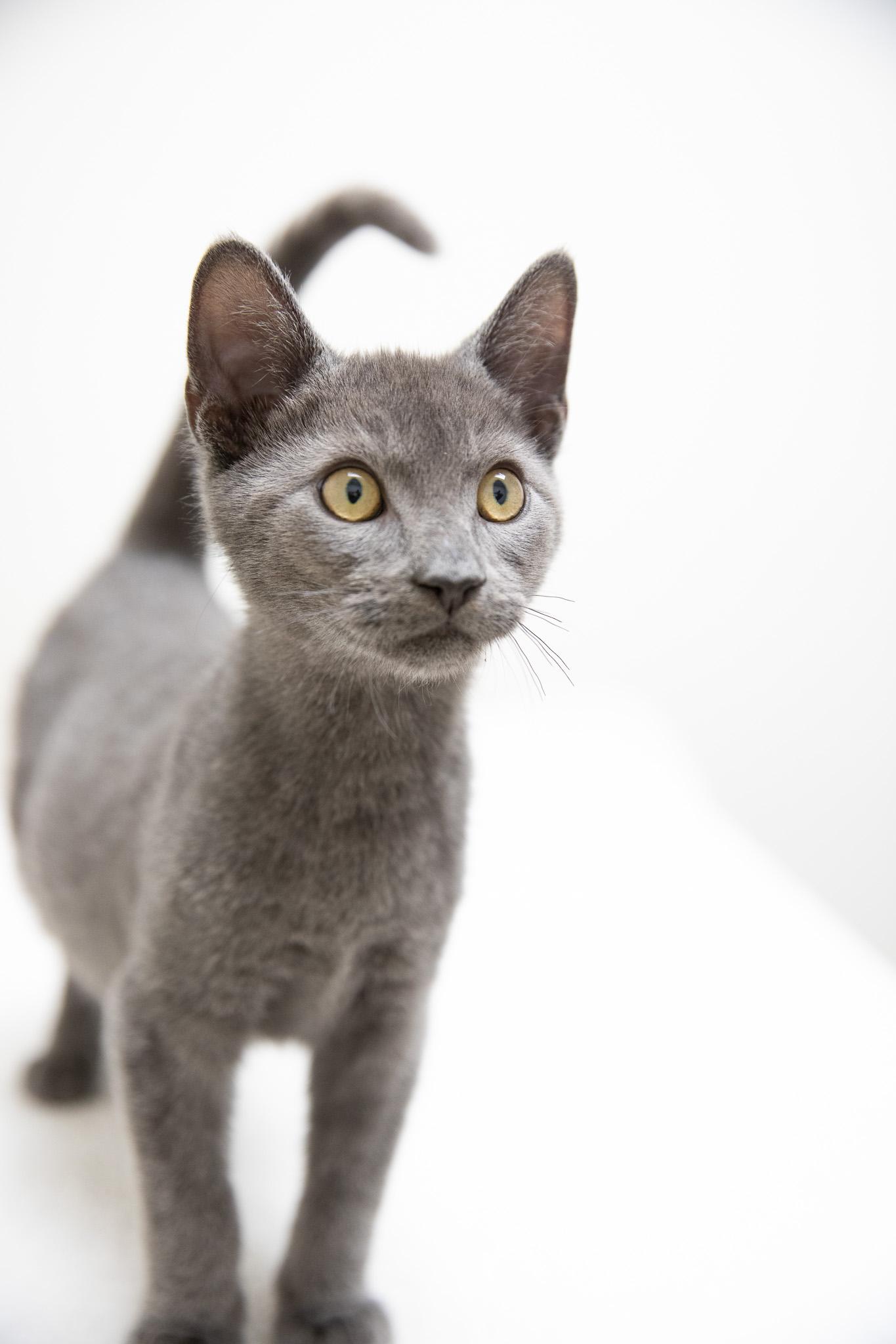 Noodle, an adopted Domestic Short Hair in Montclair, NJ image 2/6