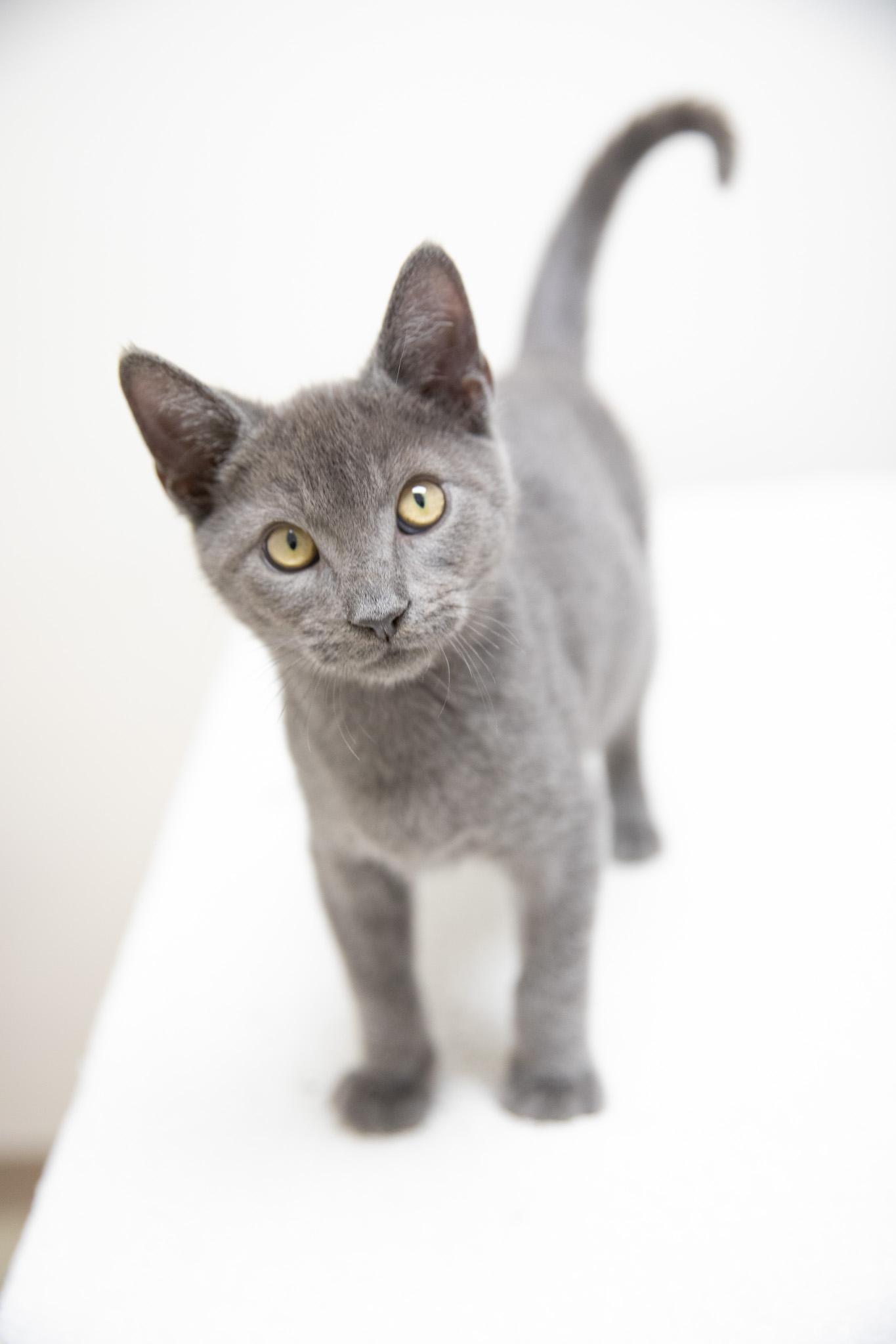 Noodle, an adopted Domestic Short Hair in Montclair, NJ image 6/6