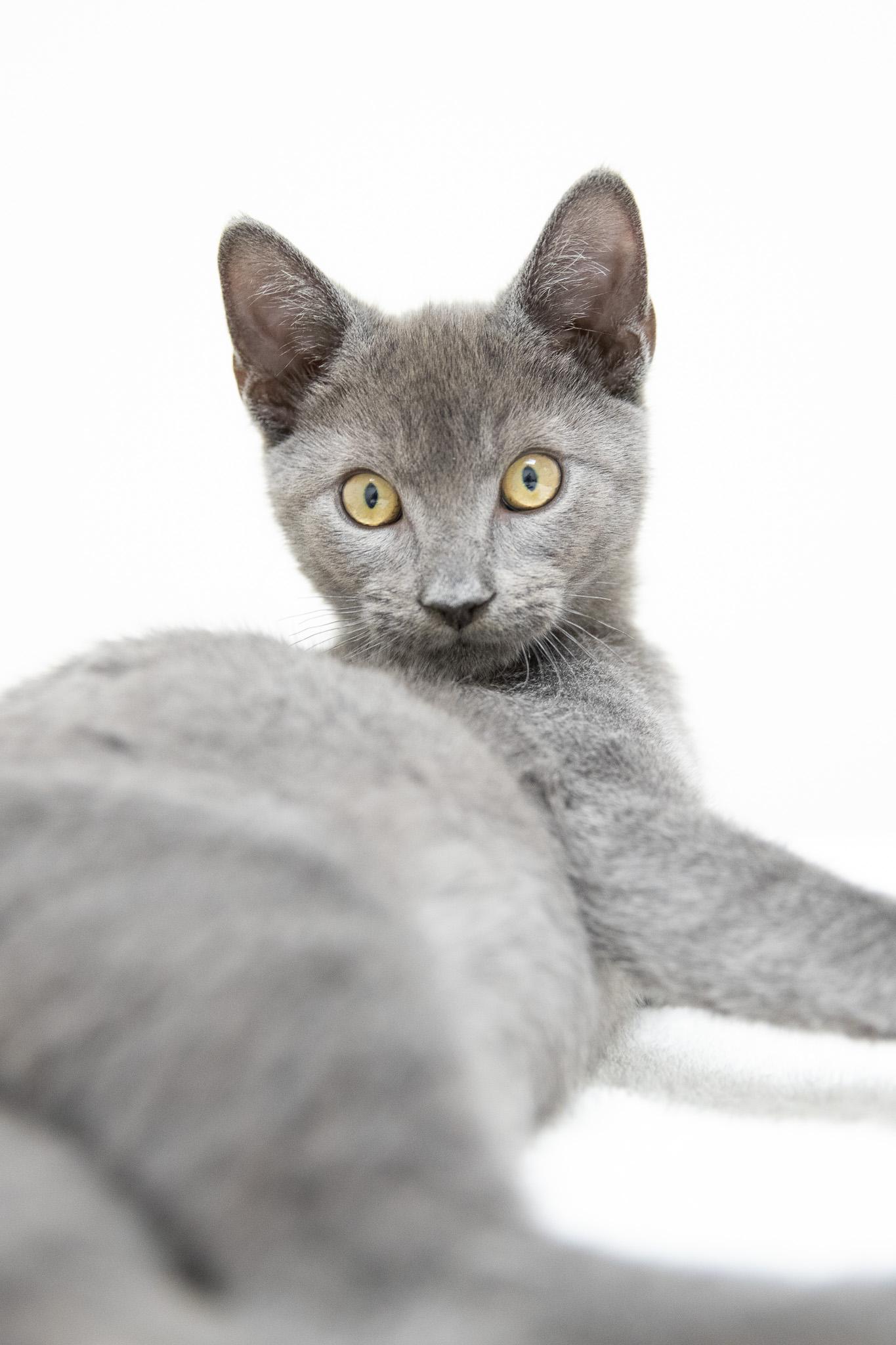 Noodle, an adopted Domestic Short Hair in Montclair, NJ image 3/6