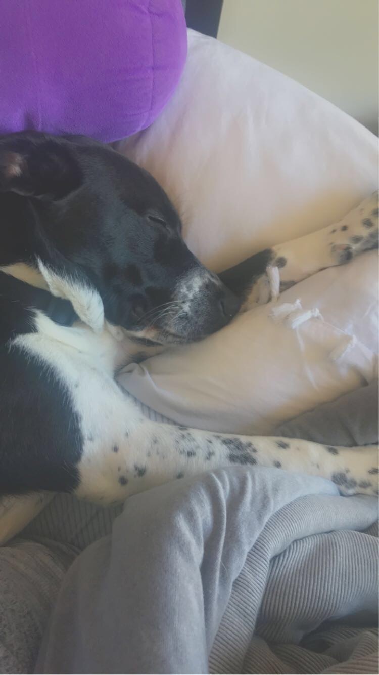 King, a Adopted mixed breed in Milford, CT image 1/4