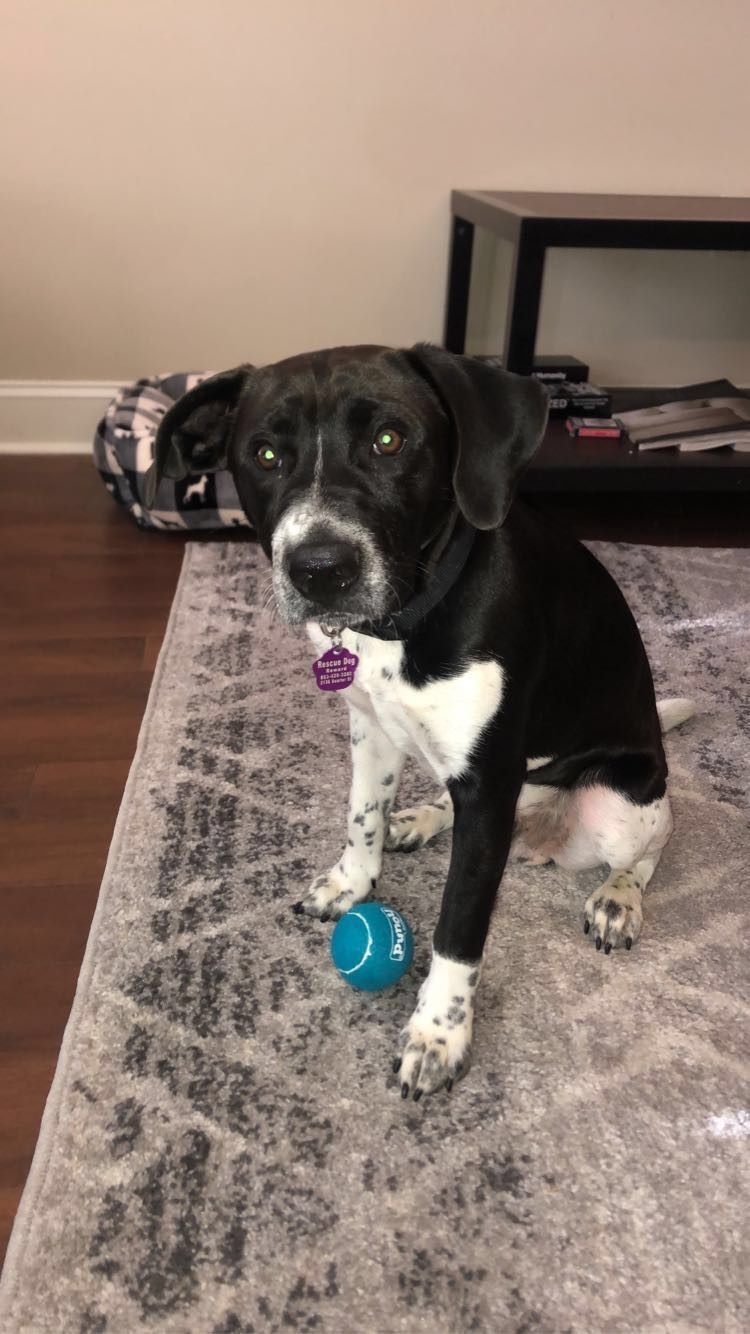 King, a Adopted mixed breed in Milford, CT image 2/4