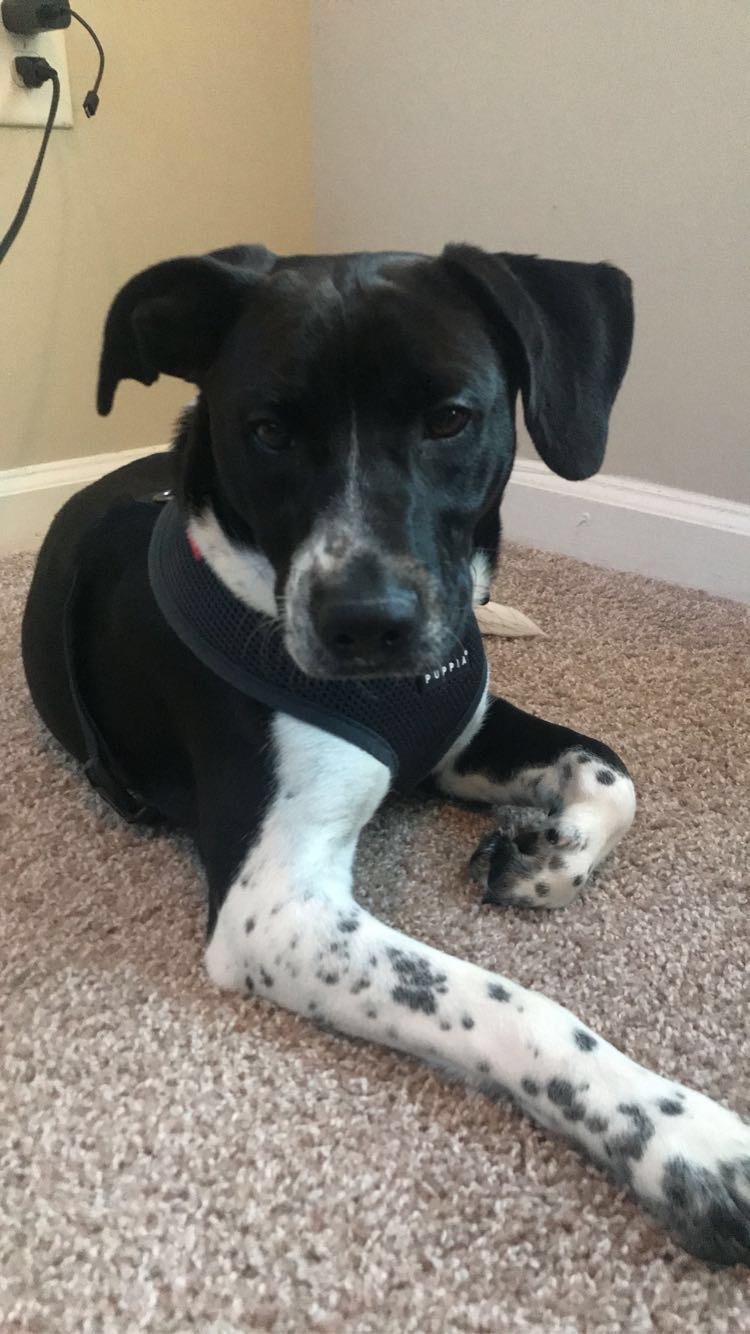 King, a Adopted mixed breed in Milford, CT image 3/4