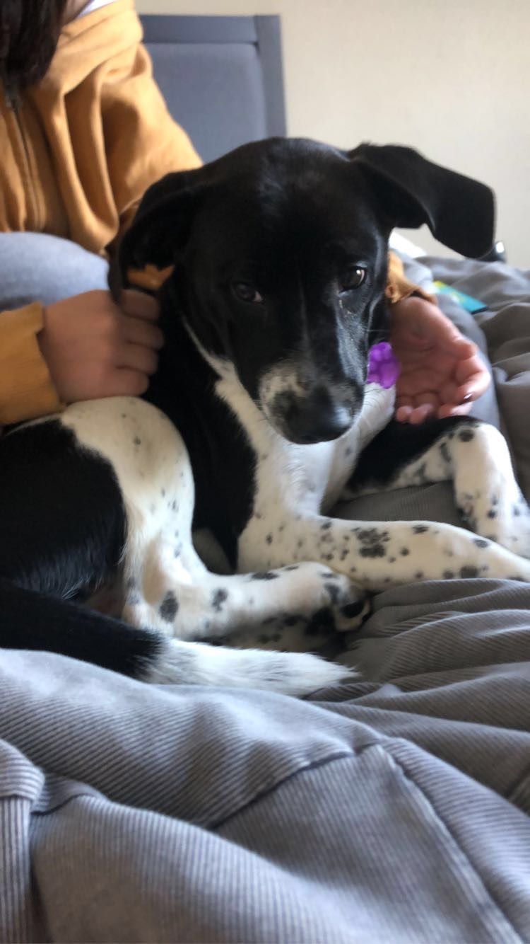 King, a Adopted mixed breed in Milford, CT image 4/4