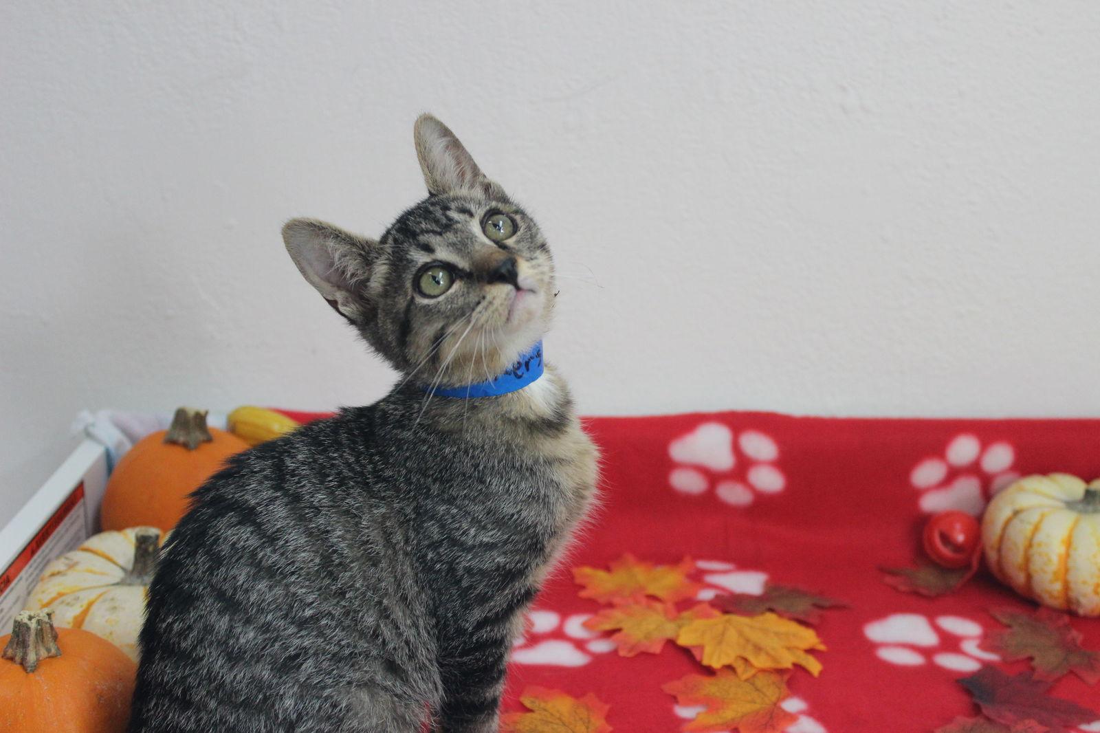 Enlarge Snickers, a Adoptable Domestic Short Hair in Berkeley, CA image 2/2