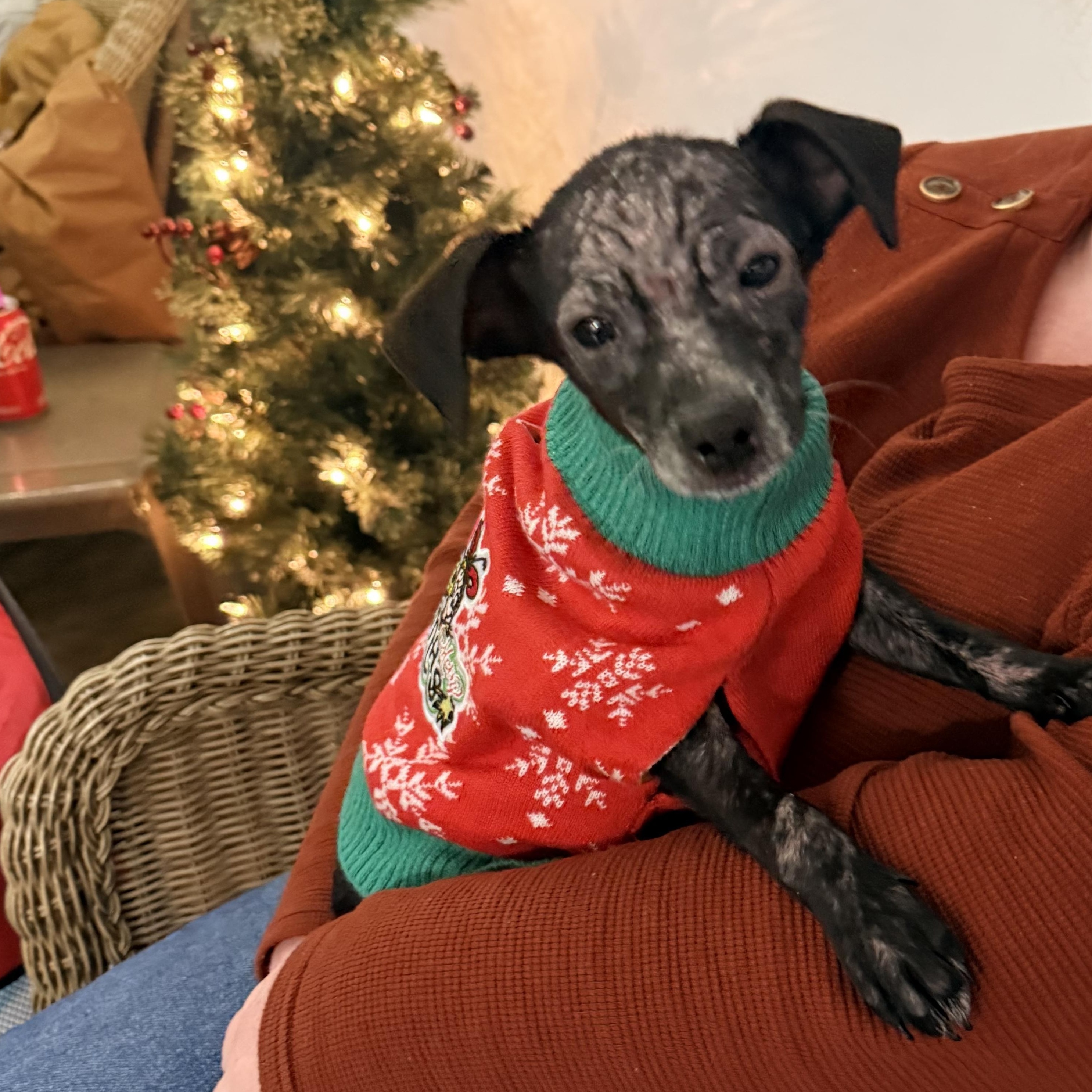 Enlarge Dustin, a Adoptable mixed breed in Calverton, NY image 2/3