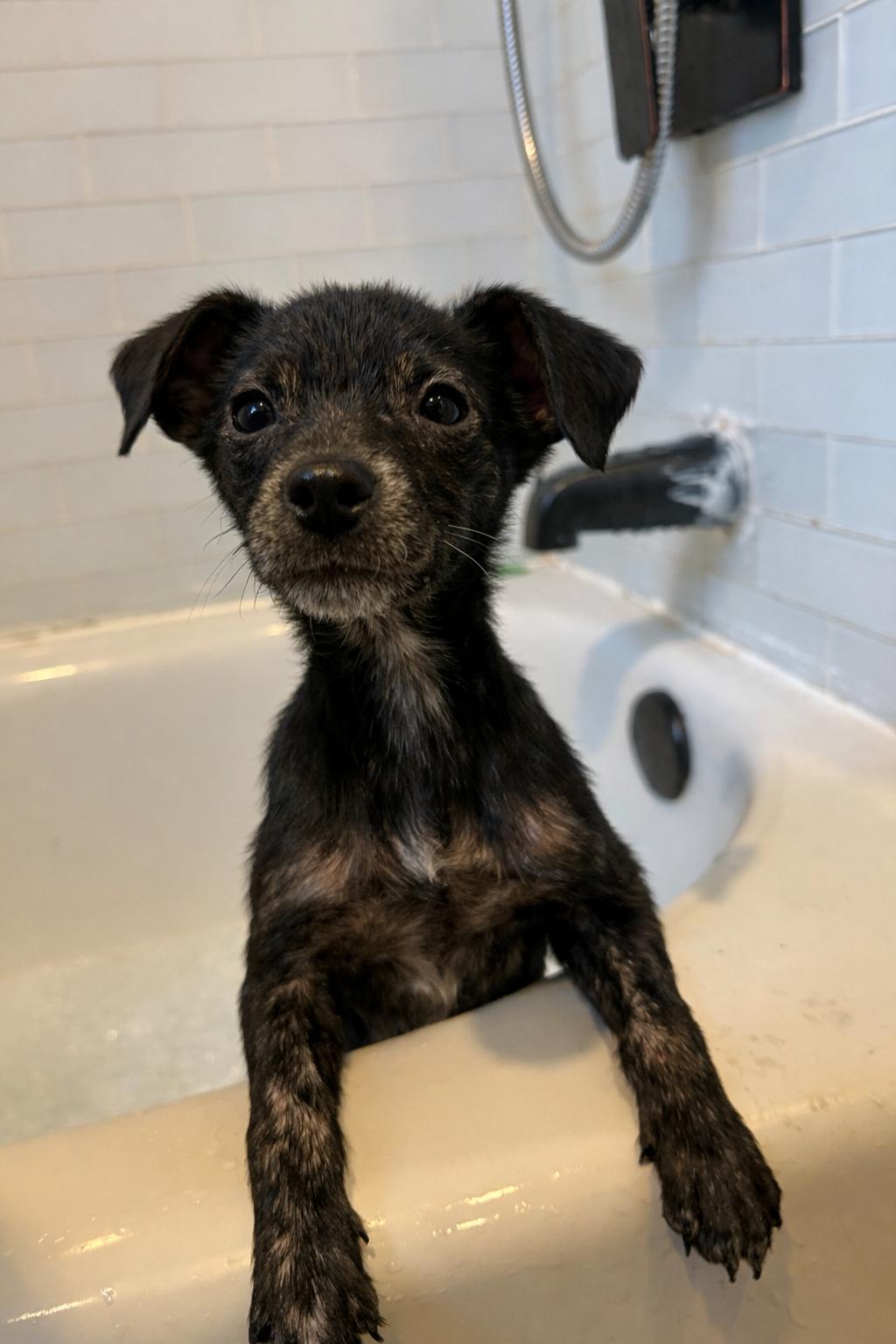 Enlarge Dustin, a Adoptable mixed breed in Calverton, NY image 3/3