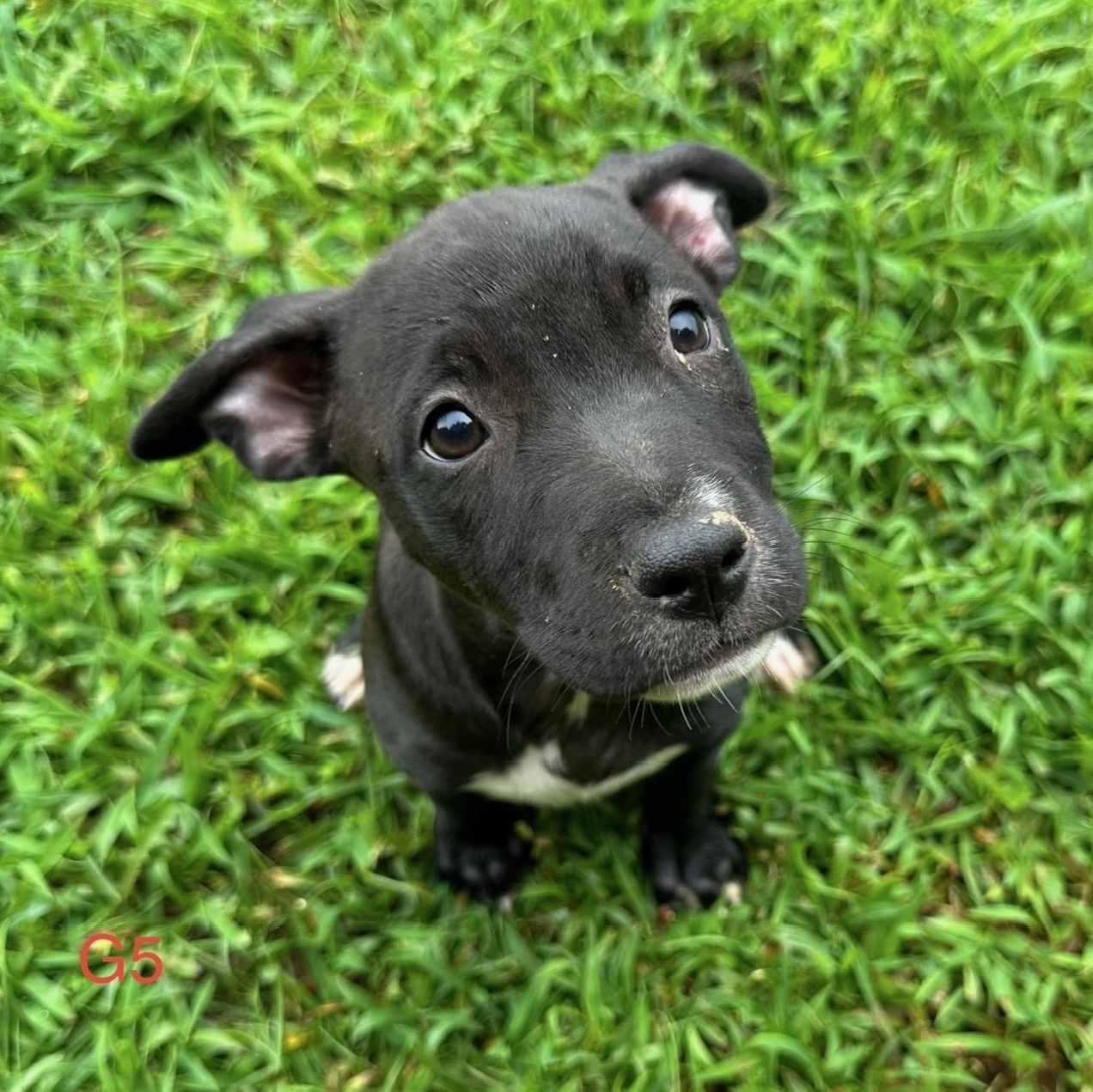 Enlarge Piper Pupcake, a Adoptable mixed breed in Woburn, MA image 1/3