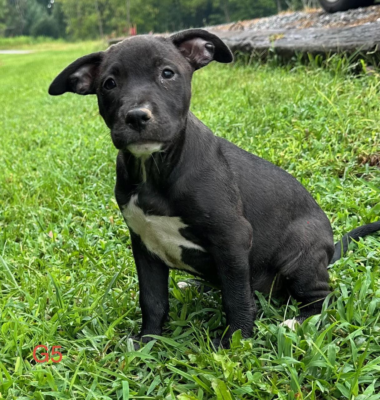 Enlarge Piper Pupcake, a Adoptable mixed breed in Woburn, MA image 2/3